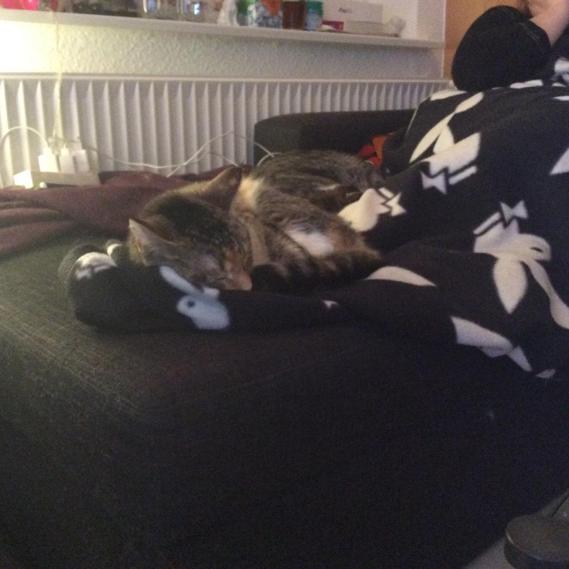 Huskat Tulle billede 1