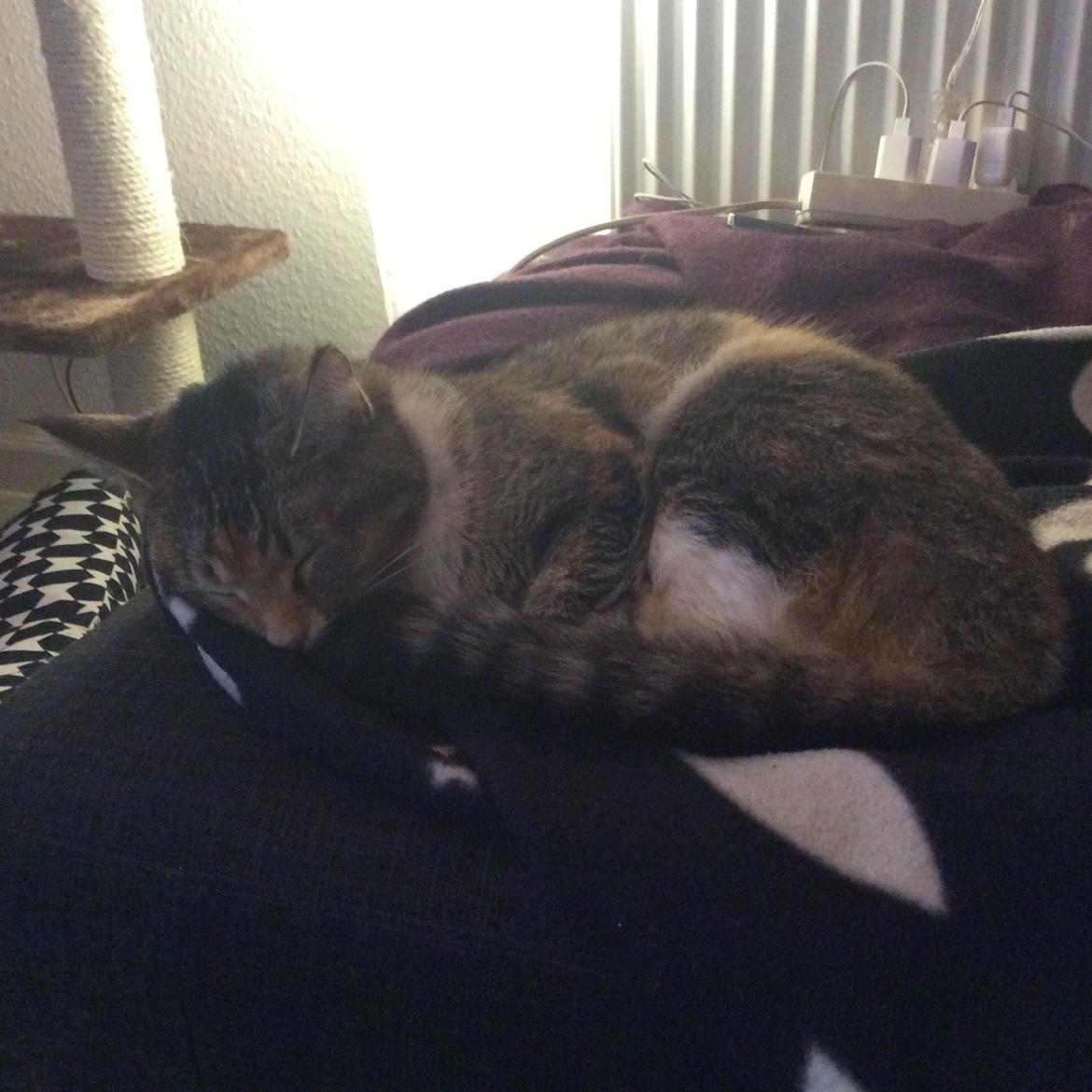 Huskat Tulle billede 2