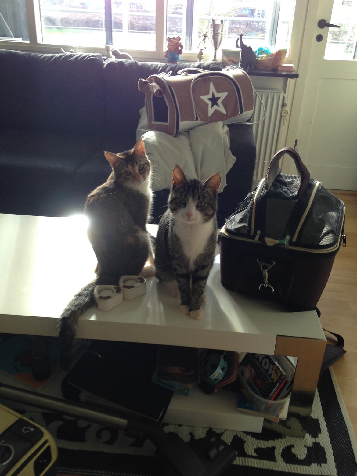 Huskat Tulle - her sidder jeg med min bror Cody :) billede 5