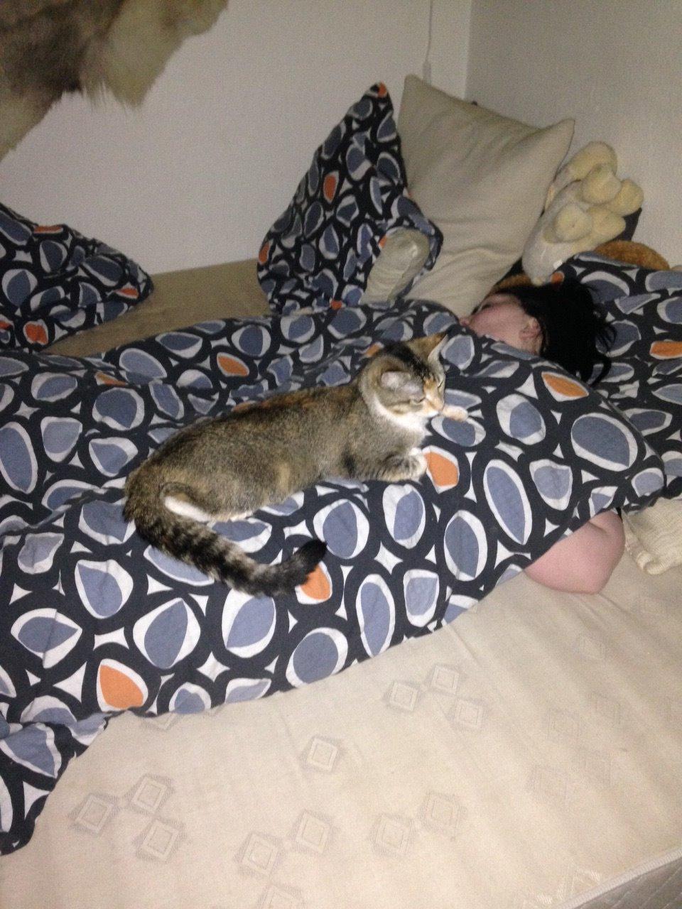 Huskat Tulle - her sover jeg på min mor :-)  billede 8