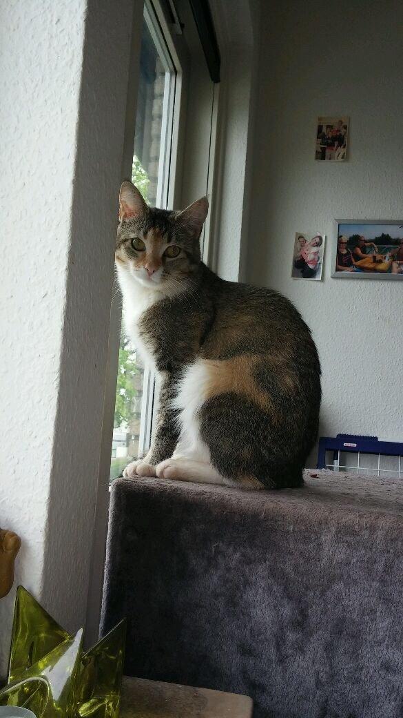 Huskat Tulle billede 10