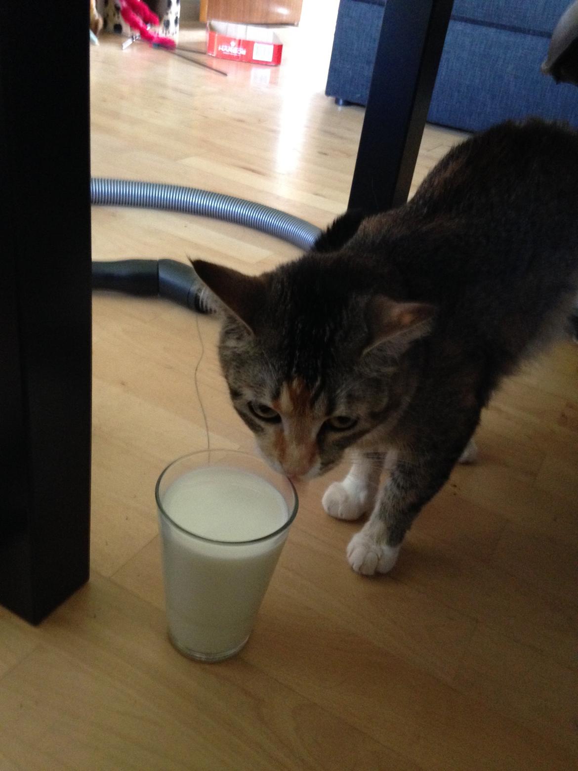 Huskat Tulle - her har jeg fået lov til og få et glas mælk mmh det smager dejligt:-) billede 11