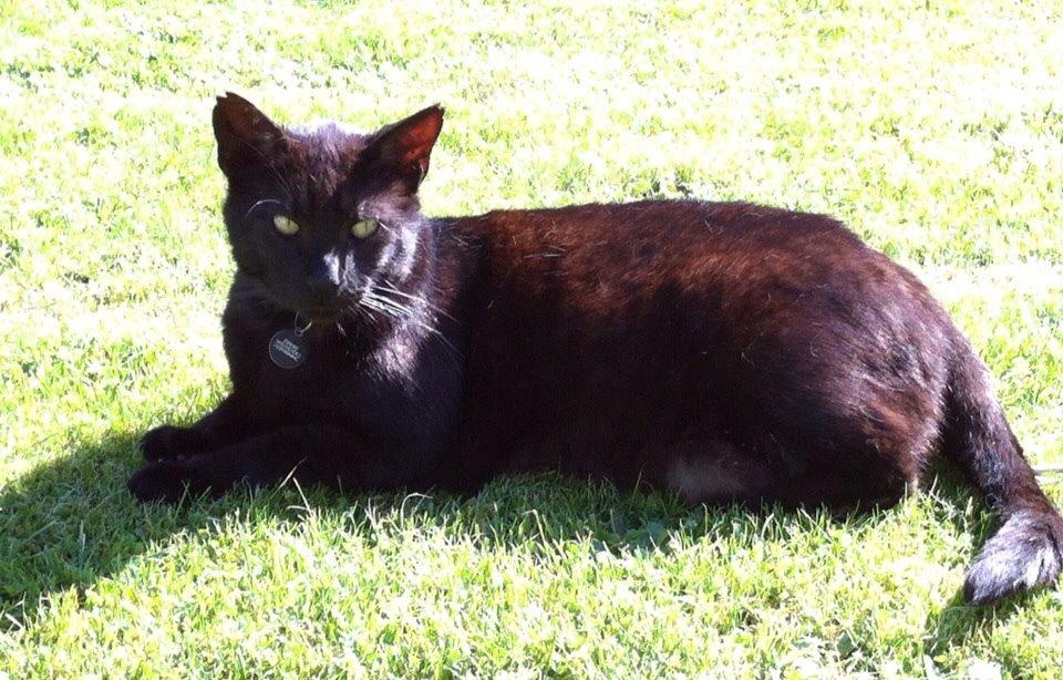 Blanding af racer Pelle billede 1