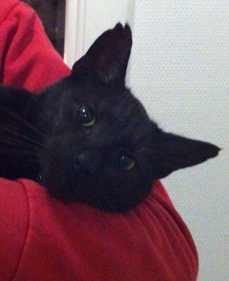 Blanding af racer Pelle billede 3