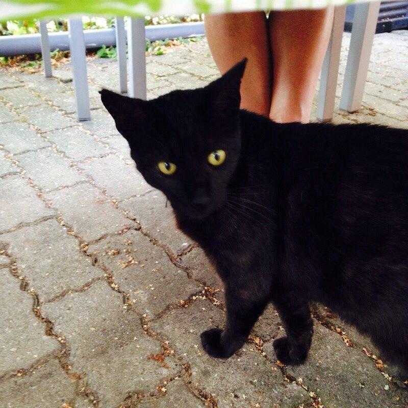 Blanding af racer Pelle billede 5