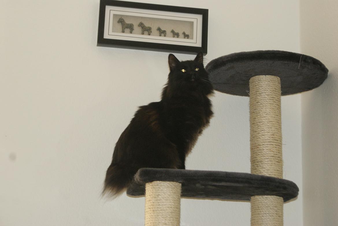 Kurilean Bobtail Beretta iz Dikogo Plemeni [Himmelkat] - "Se hvor lækker jeg er!" billede 3