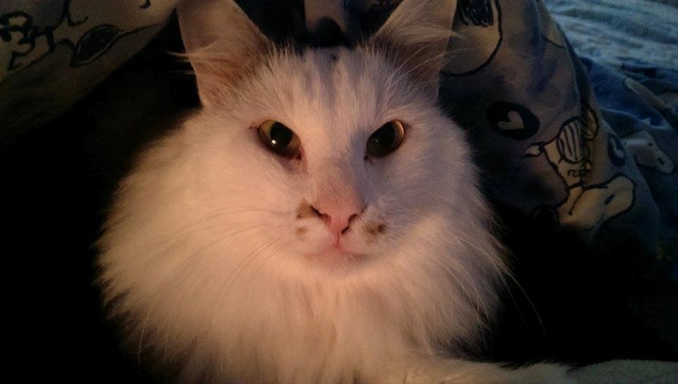 Kurilean Bobtail IC. Korzhik SuperBob "Kiksen" billede 5