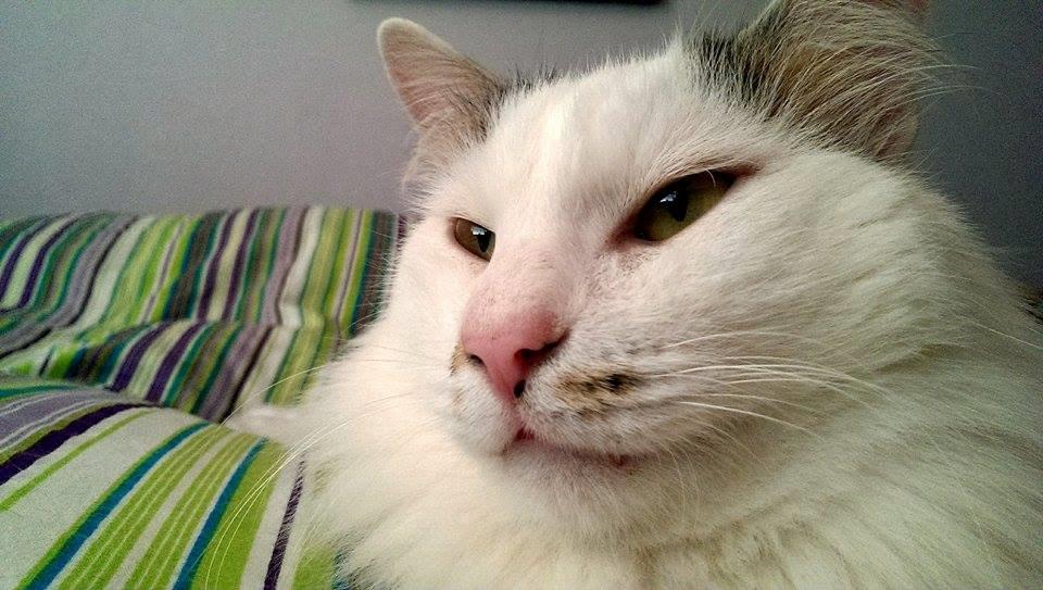 Kurilean Bobtail IC. Korzhik SuperBob "Kiksen" billede 1