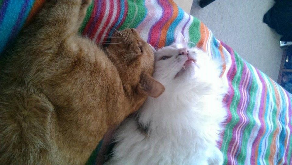 Kurilean Bobtail IC. Korzhik SuperBob "Kiksen" billede 13