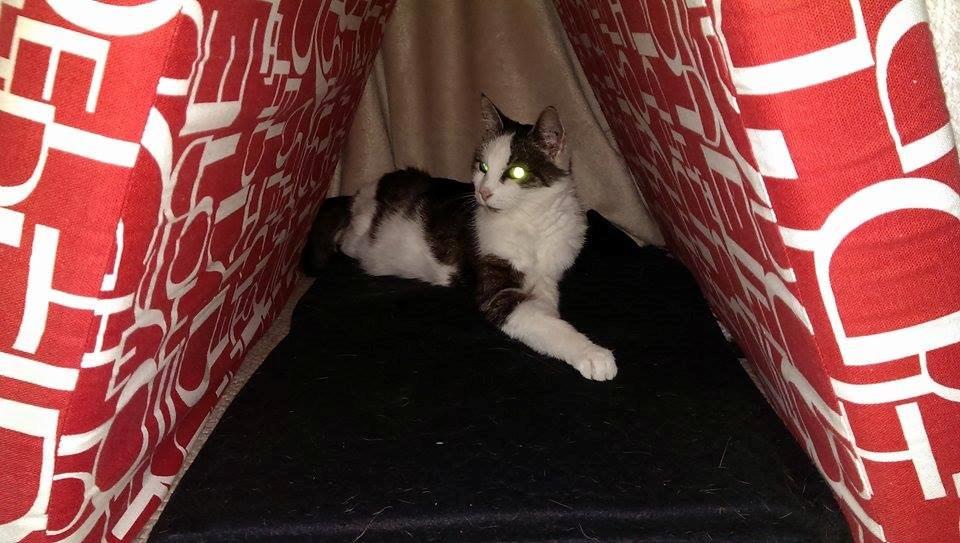 Huskat Bette Ski billede 8