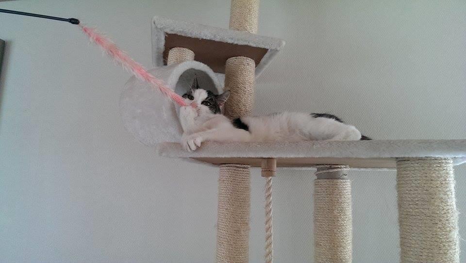 Huskat Bette Ski billede 10