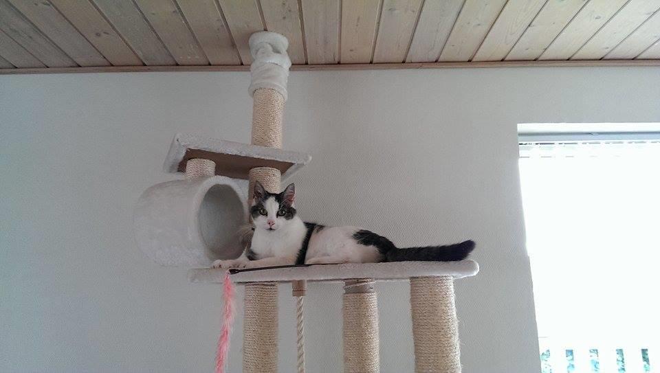 Huskat Bette Ski billede 11