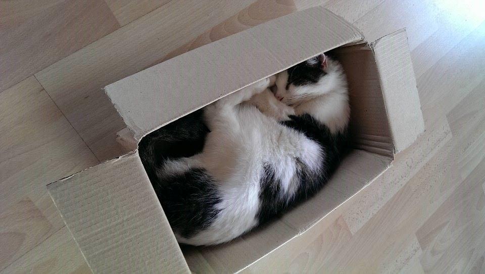 Huskat Bette Ski billede 2