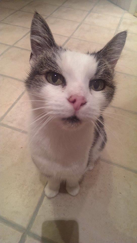 Huskat Bette Ski billede 9