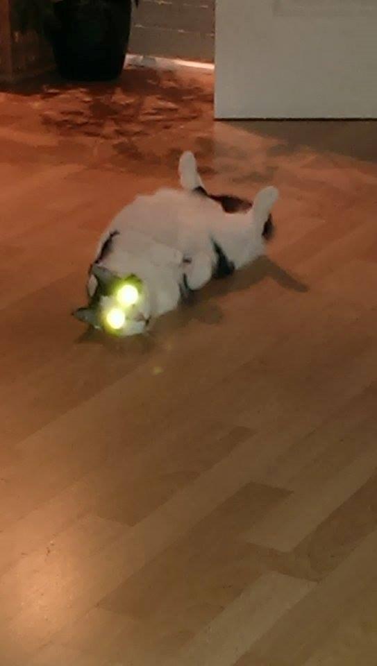 Huskat Bette Ski billede 13