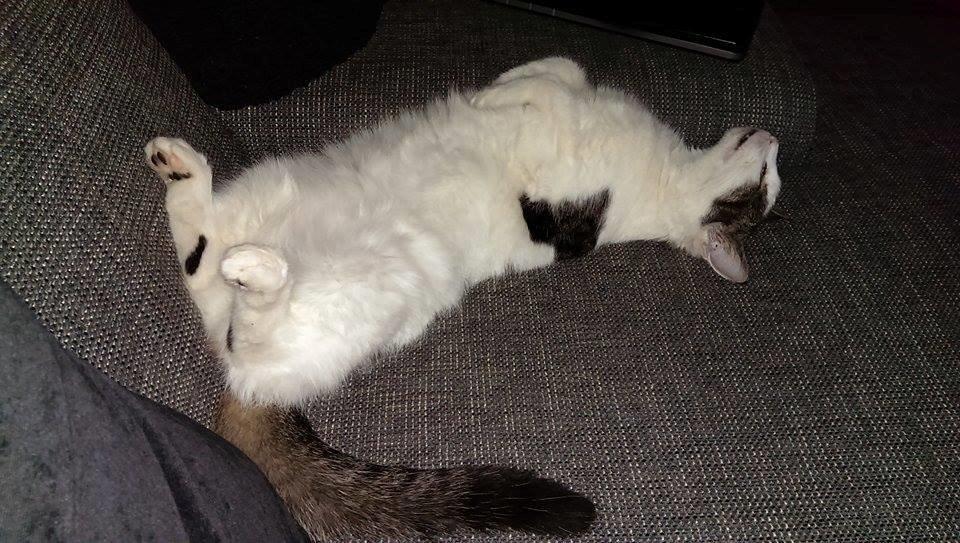 Huskat Bette Ski billede 12