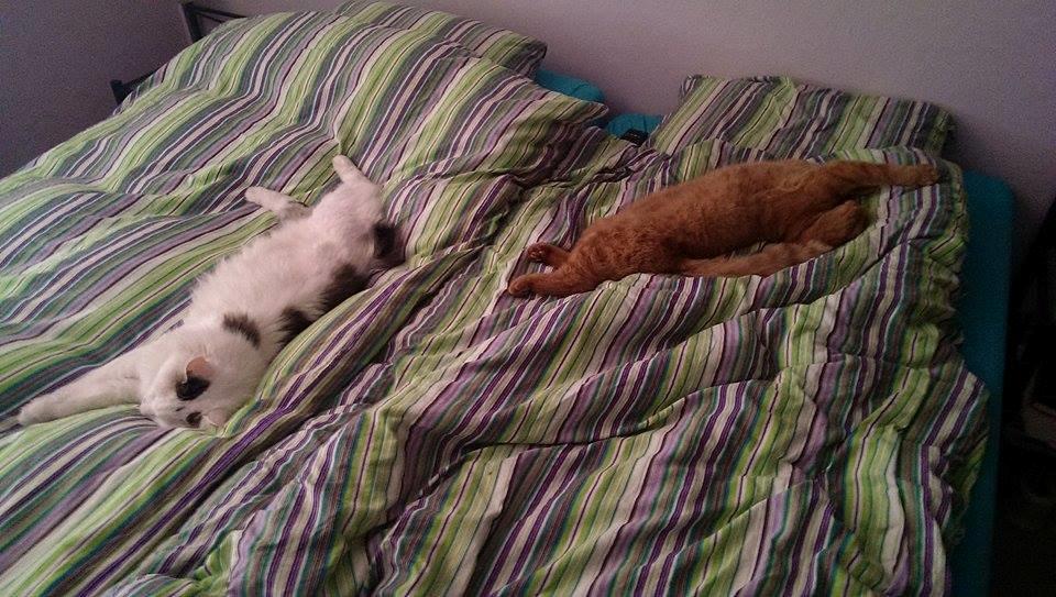 Huskat Julle billede 11