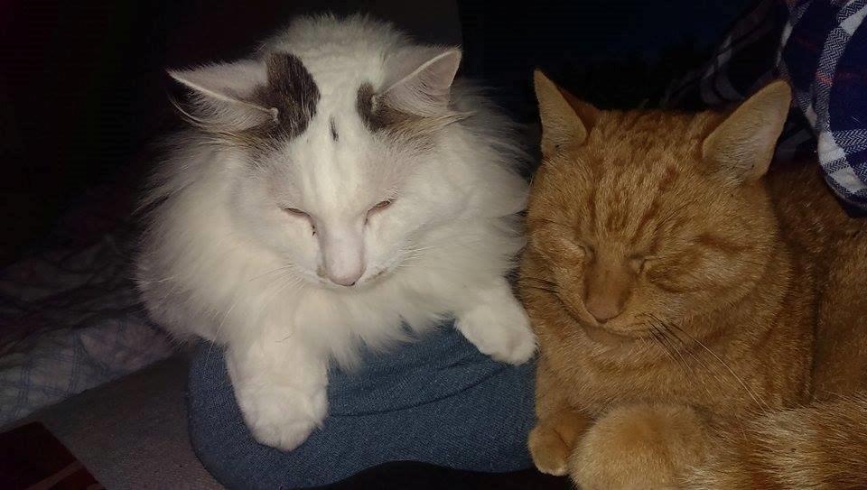 Huskat Julle billede 7