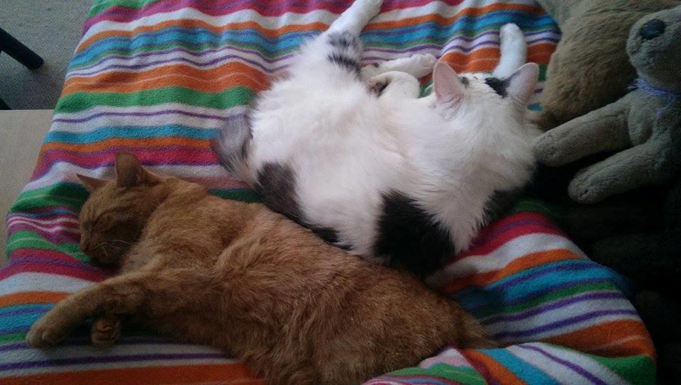 Huskat Julle billede 15