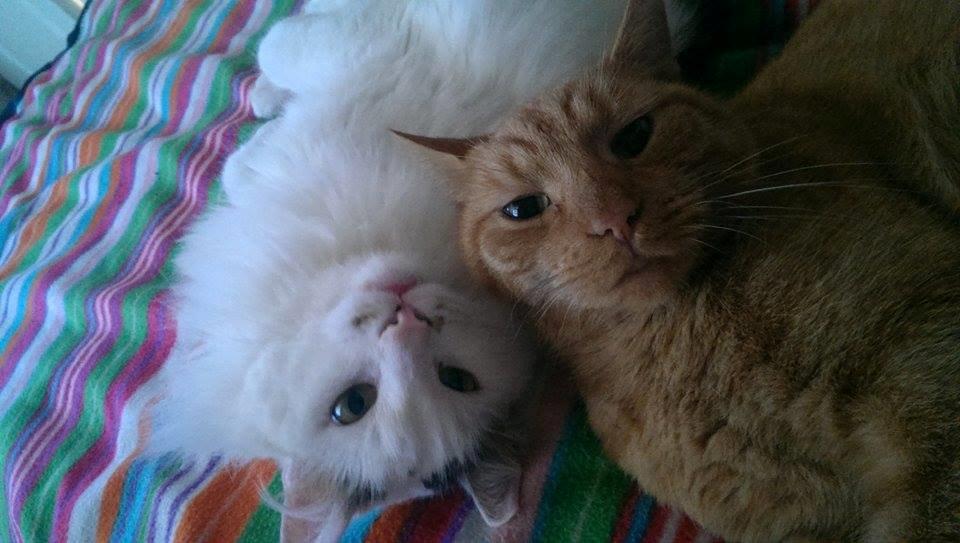 Huskat Julle billede 9