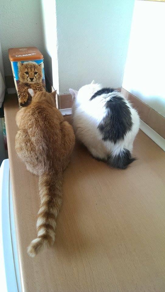 Huskat Julle billede 22