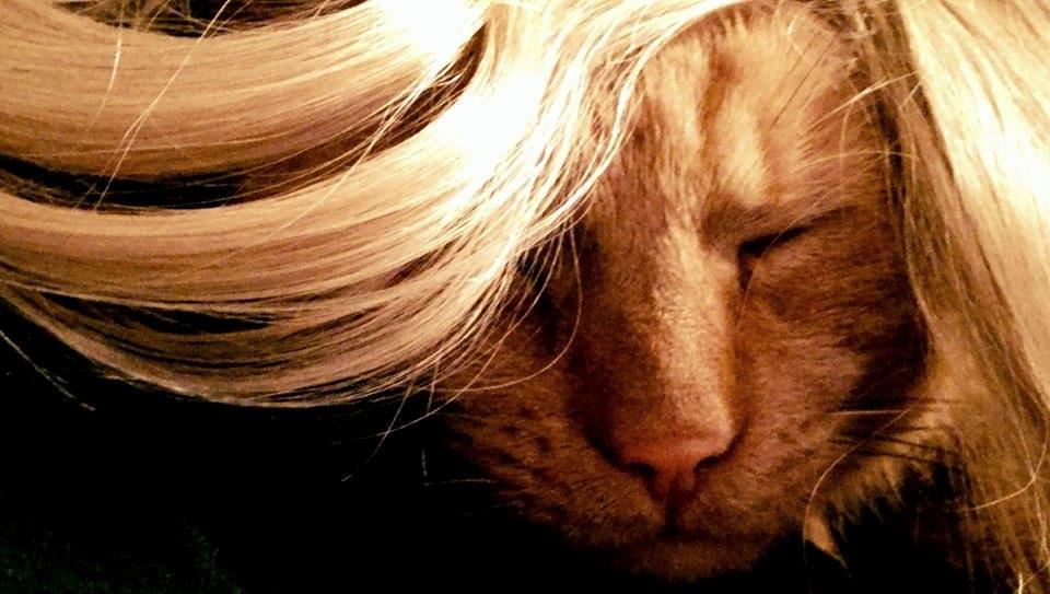 Huskat Julle billede 2