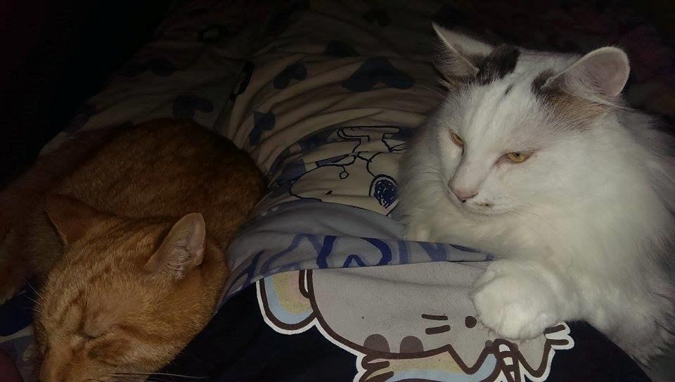 Huskat Julle billede 20