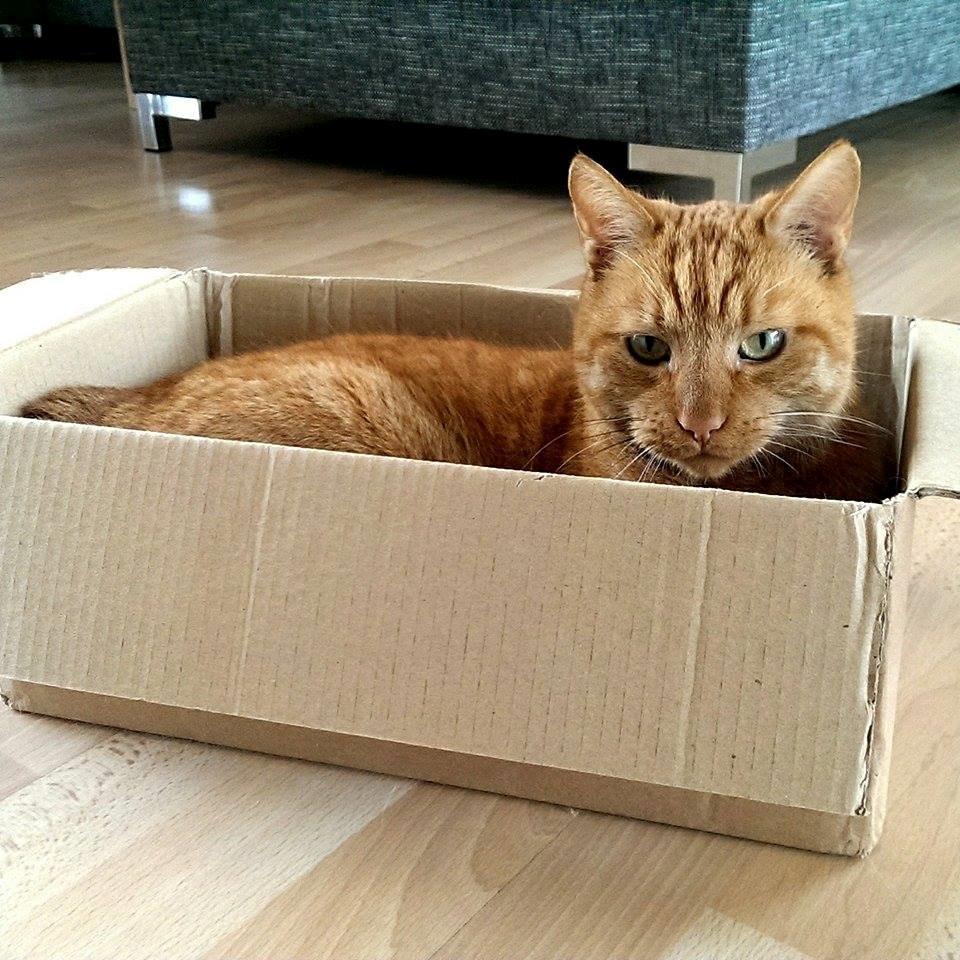 Huskat Julle billede 1