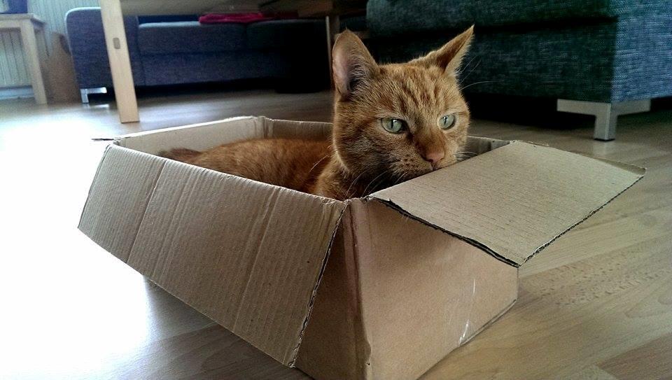 Huskat Julle billede 13