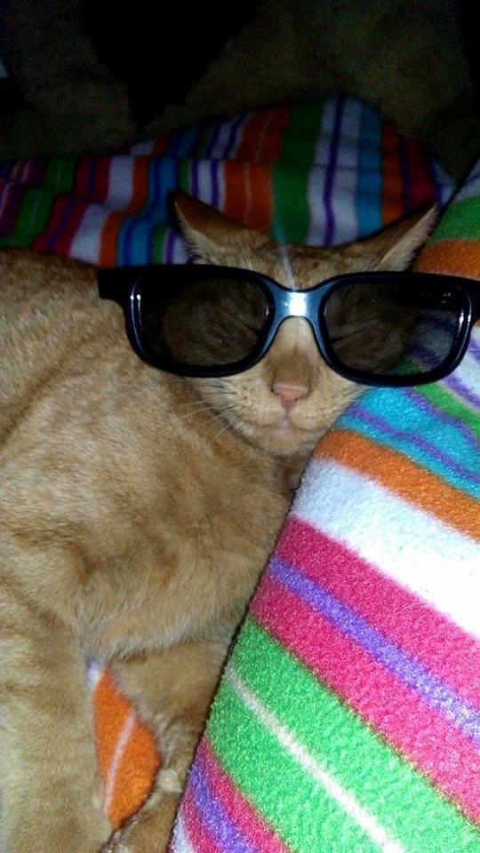 Huskat Julle billede 14