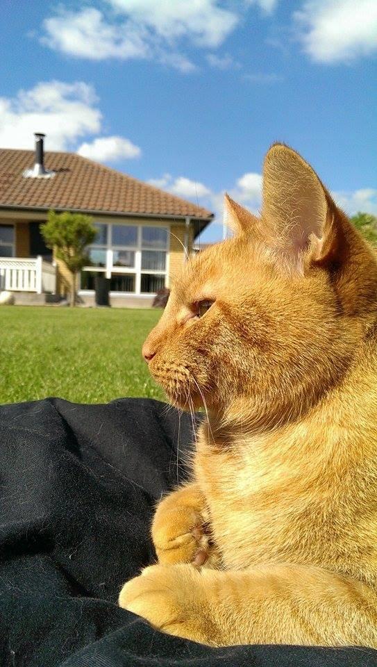 Huskat Julle billede 16