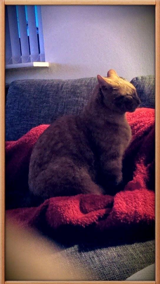 Huskat Julle billede 17