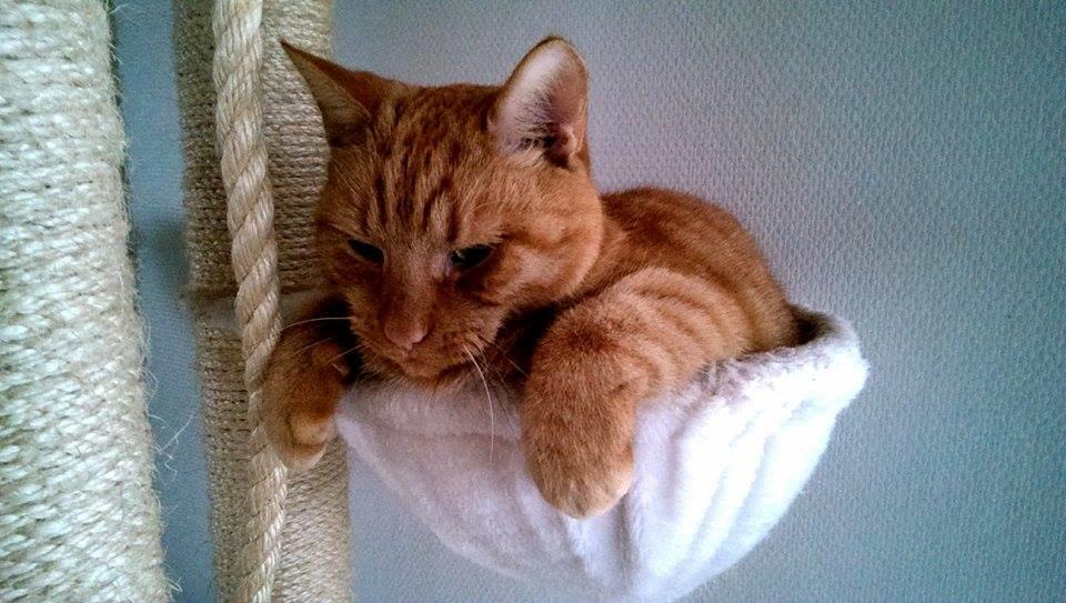 Huskat Julle billede 19