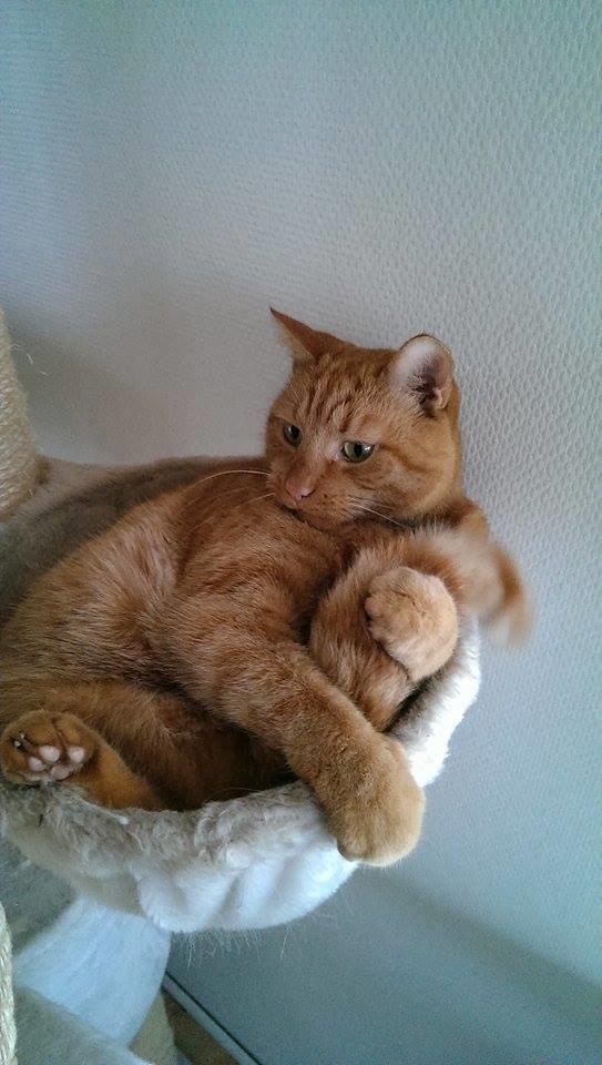 Huskat Julle billede 21