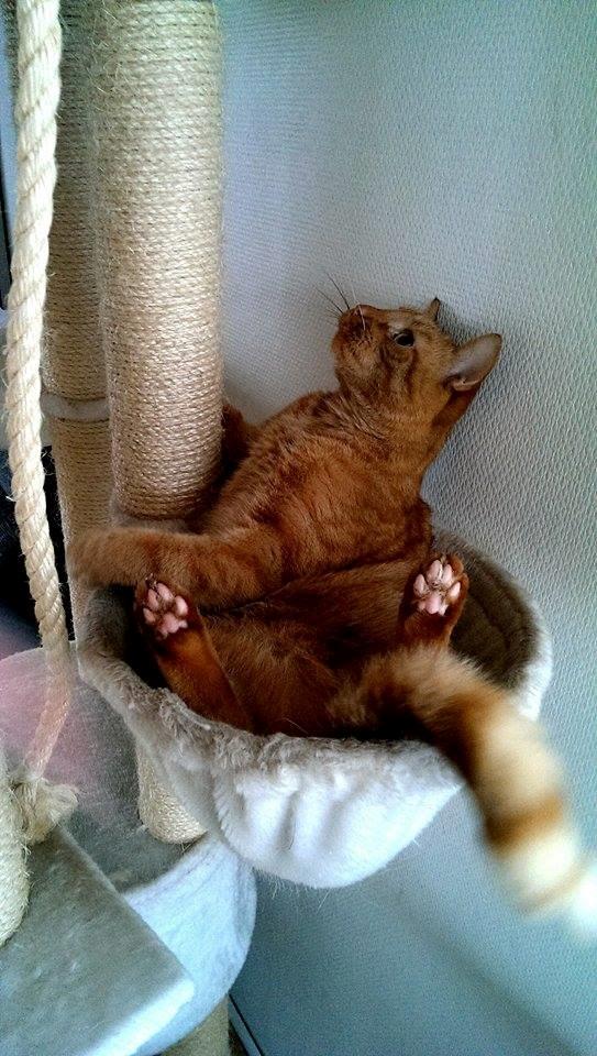 Huskat Julle billede 23