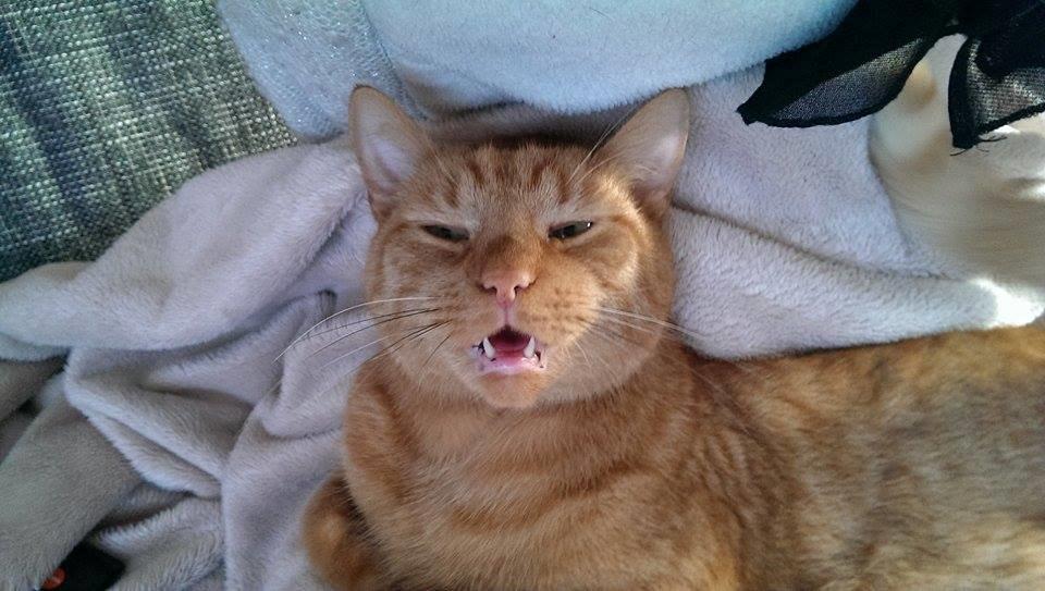 Huskat Julle billede 24