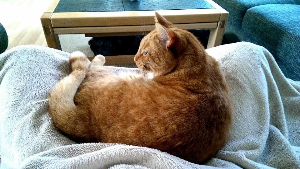 Huskat Julle billede 25