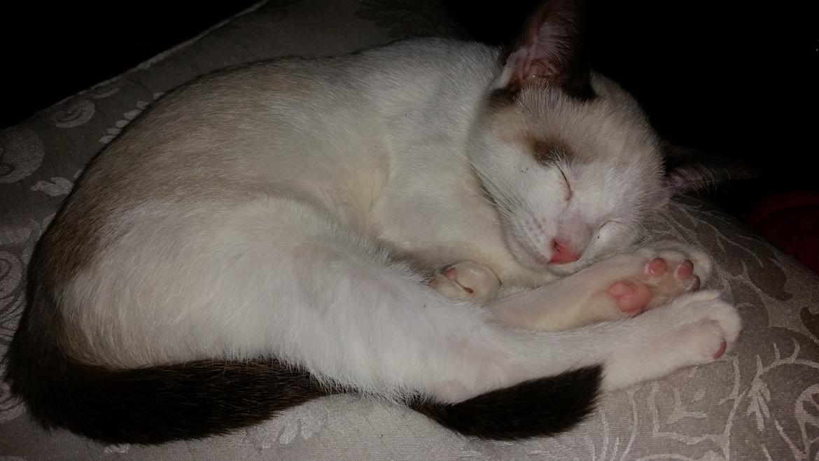 Blanding af racer Misse billede 1