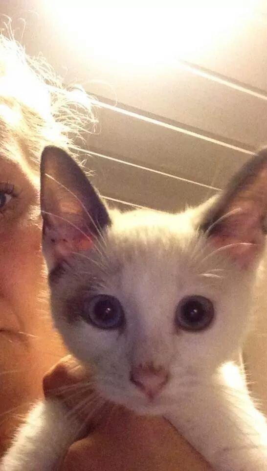 Blanding af racer Misse billede 3