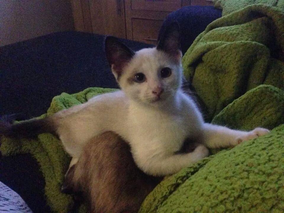 Blanding af racer Misse billede 4