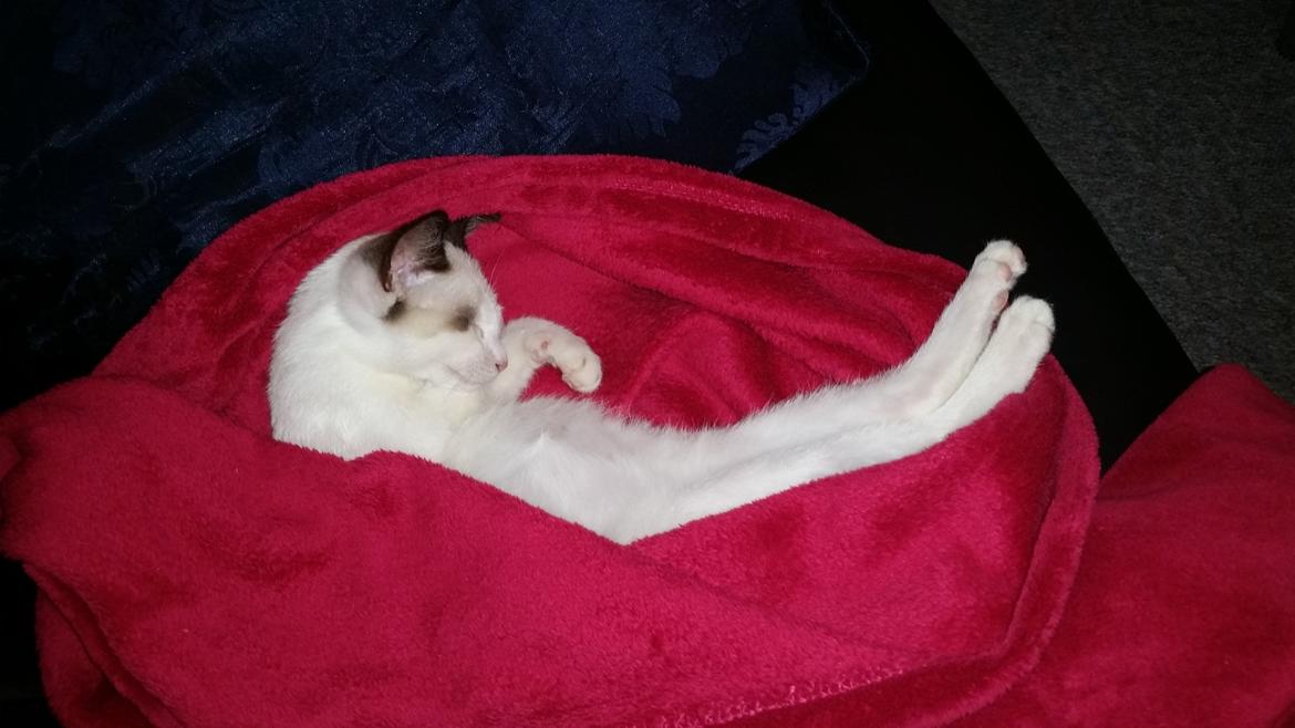 Blanding af racer Misse billede 5