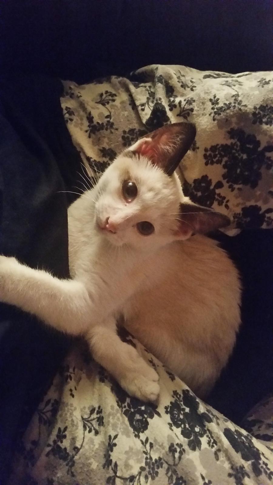 Blanding af racer Misse billede 6