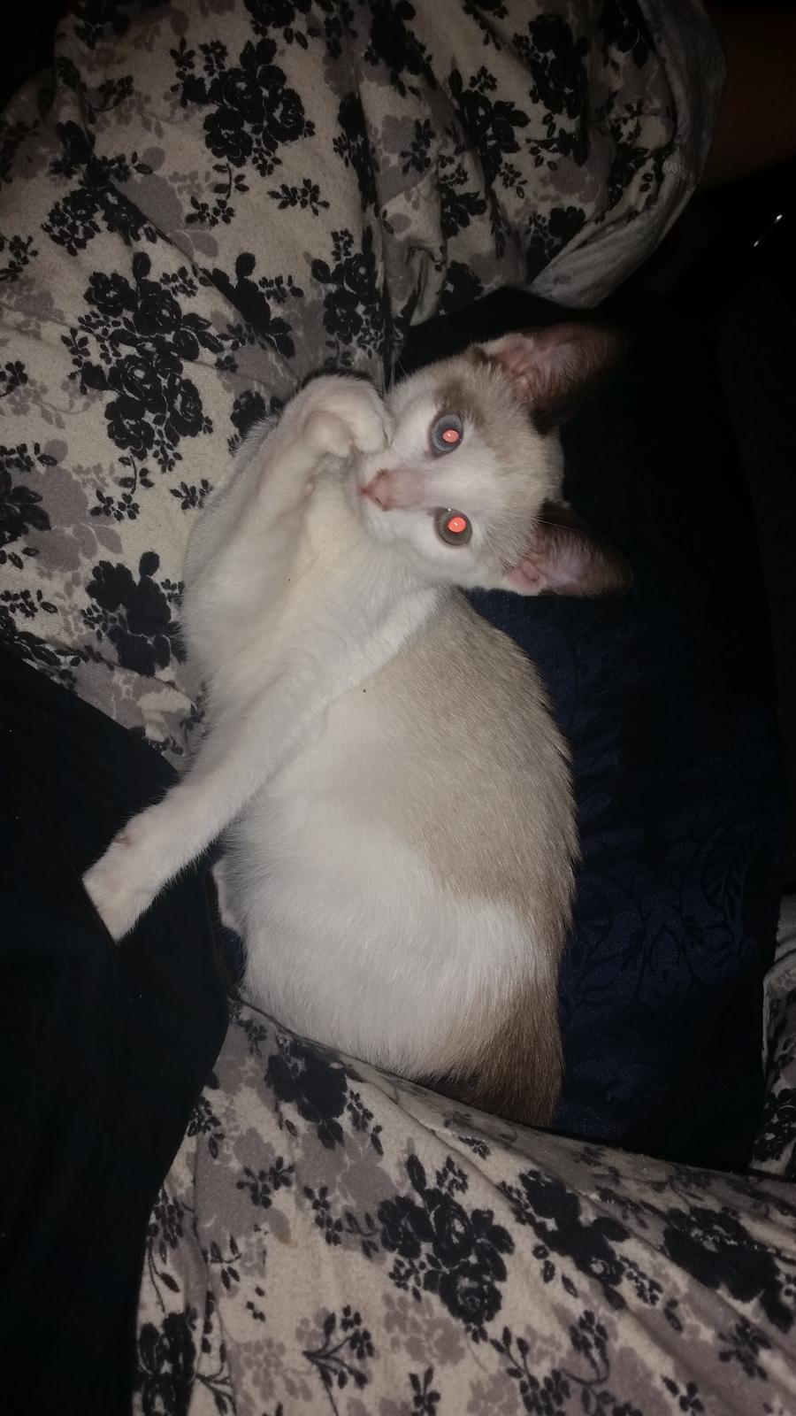 Blanding af racer Misse billede 7