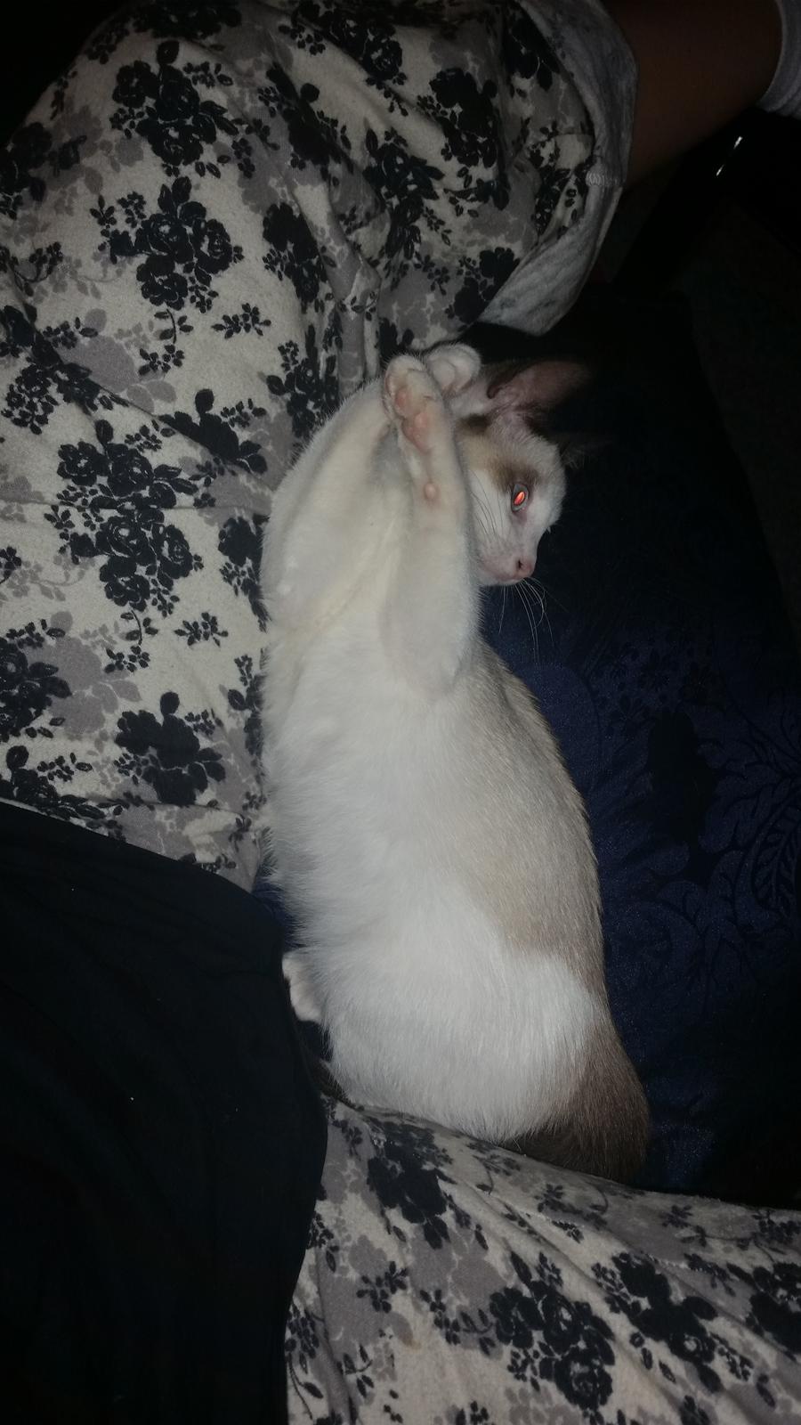 Blanding af racer Misse billede 9