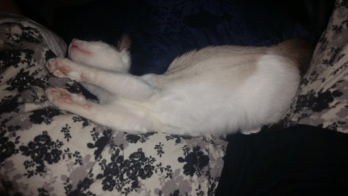 Blanding af racer Misse billede 10