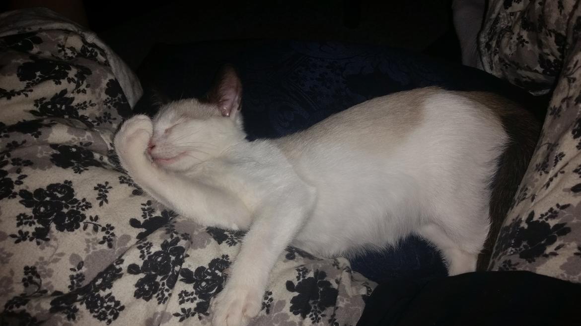 Blanding af racer Misse billede 12