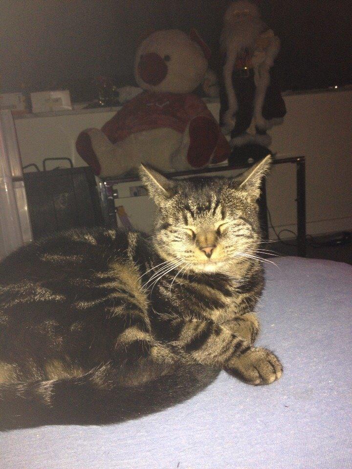 Huskat Nussemus billede 13