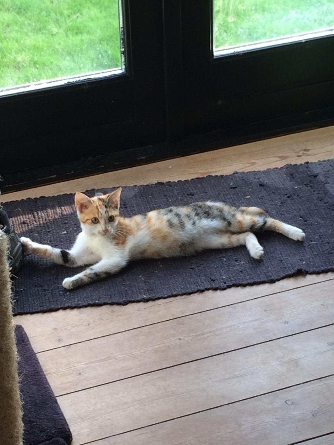 Huskat Bella billede 2