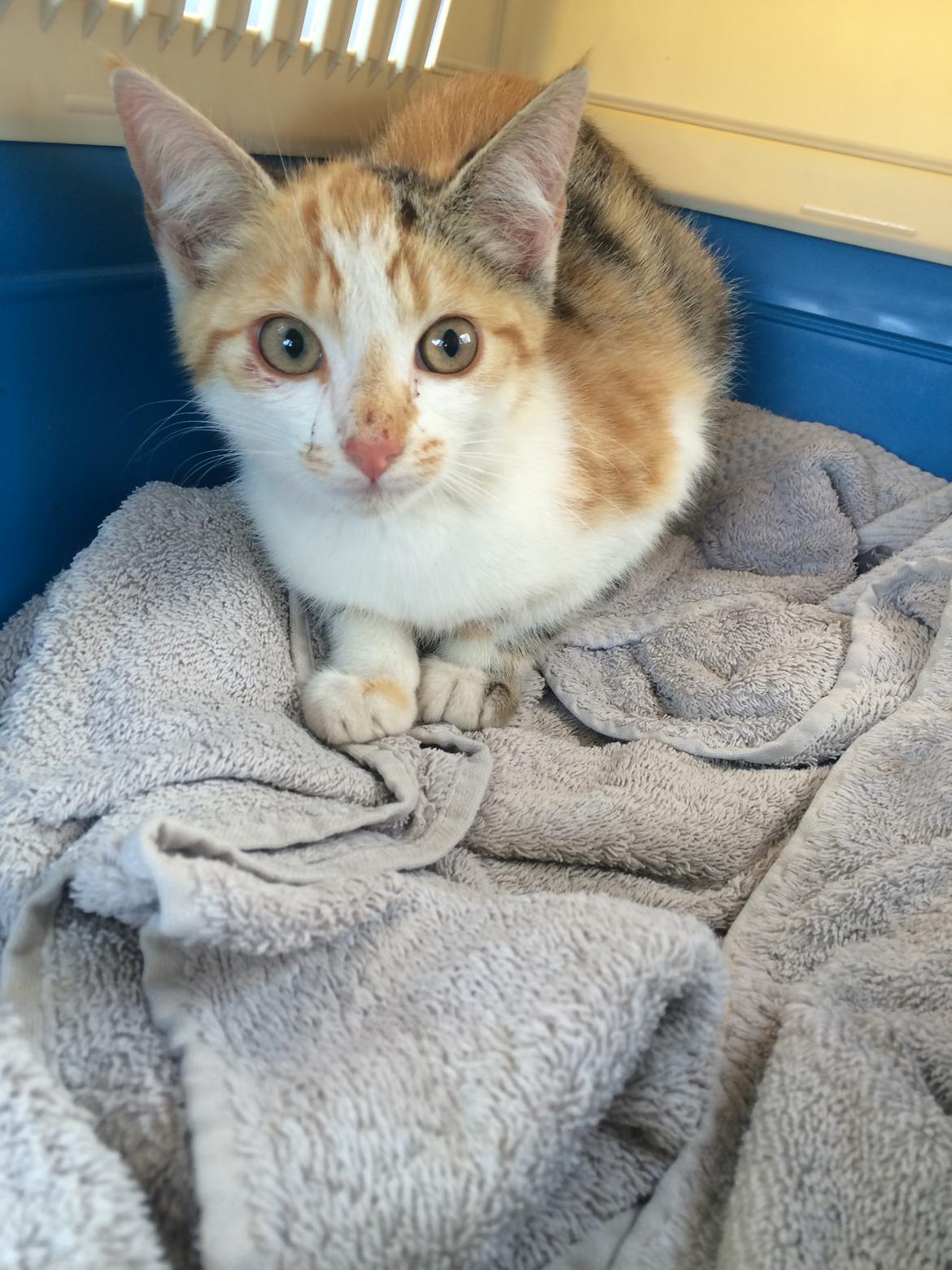 Huskat Bella billede 3