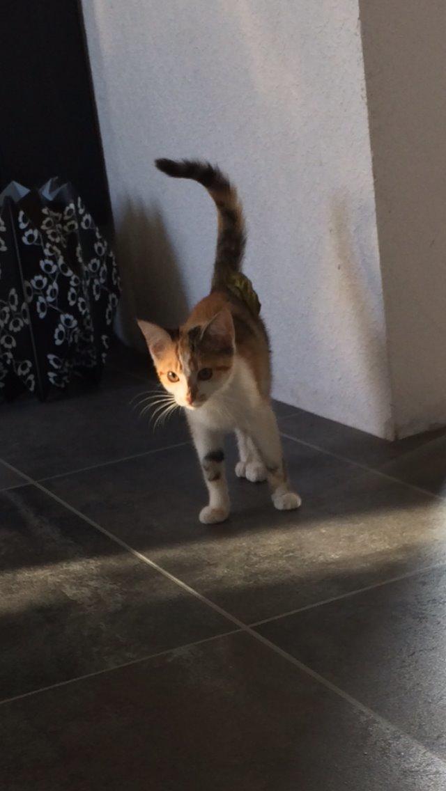 Huskat Bella billede 4